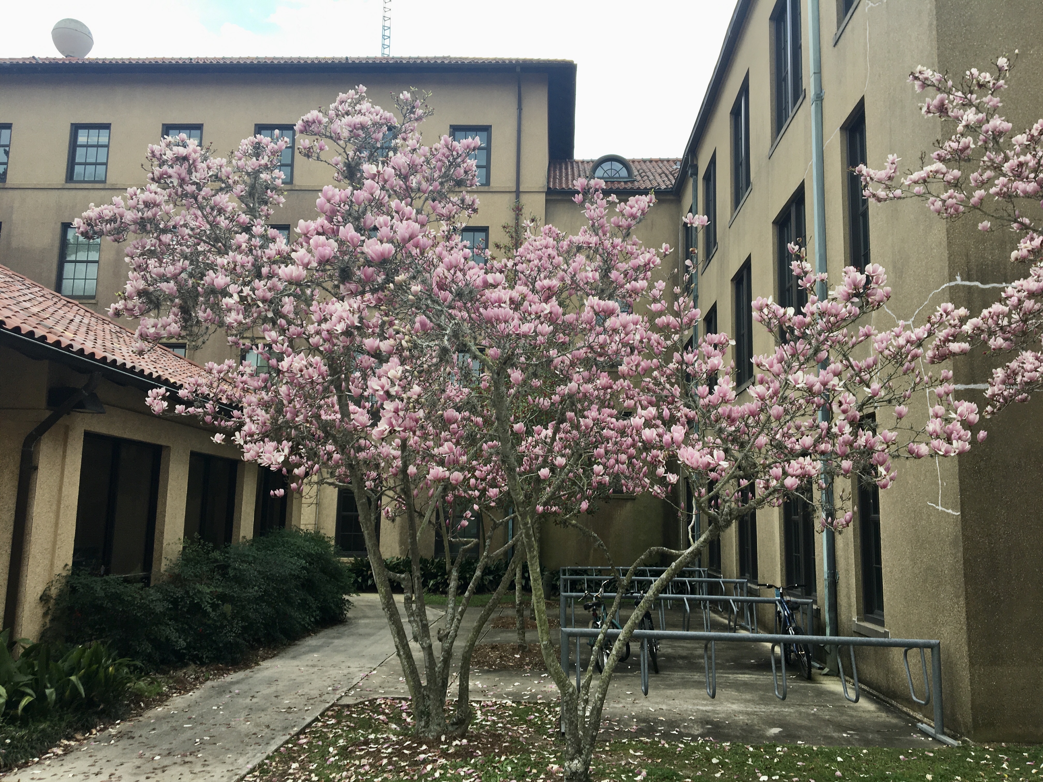 Japanese magnolia flowers spring to life 